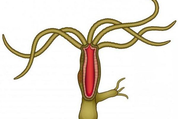 Kraken 5at