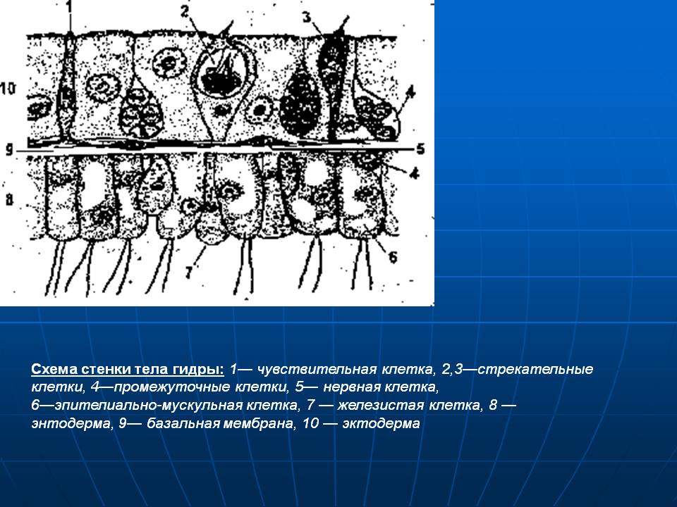 Kraken 19at
